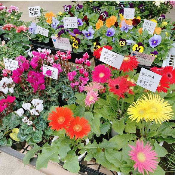 「花天使」　（東京都江戸川区）の花屋店舗写真4